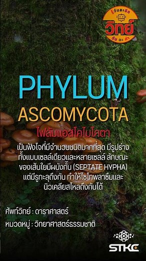 รู้วันละนิด วิทย์วันละคำ | Phylum Ascomycota : ไฟลัมแอสโคไมโคตา