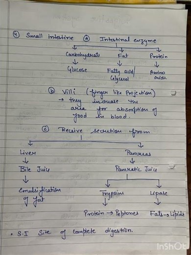 Complete digestive system in flow chart #class10th #biology #class10 #students #class12