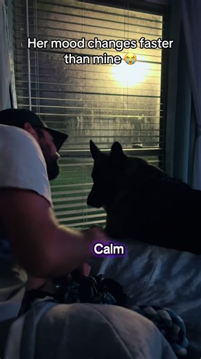 Understanding Dog Mood Changes and Zoomies