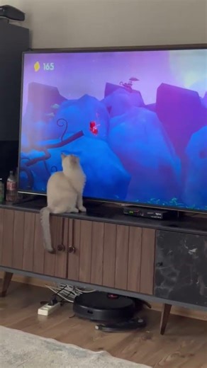 #cat #kedi #pets #britishshorthair #elsa #puppy #puppylove #cute #cuteanimals #love #kediler #game