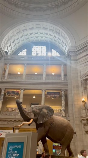 Step Into Greatness: The Majestic Giant Elephant Welcoming Visitors to the Natural History Museum