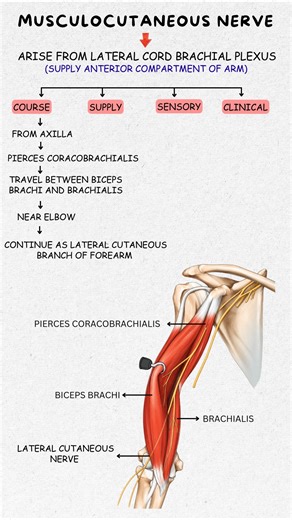 Musculocutaneous Nerve Made Easy | Best Mnemonic Trick to Remember Course & Supply