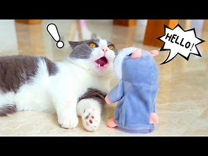 Moments My Cats Made Me Question Their IQ #6