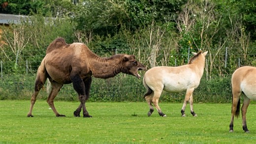 Watch what happens when a camel tries to bite a pony