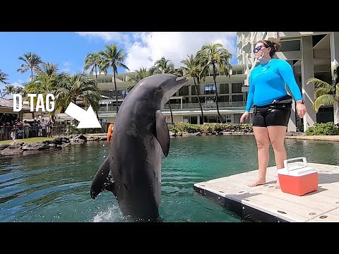 Dolphin Exercise Session - Dolphin Quest Oahu