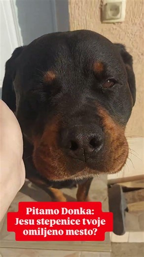 Donko, jesu stepenice tvoje omiljeno mesto? | Pitamo Donka #dogworld #doggielife #viral #rottweiler