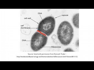 1.2 Application: Prokaryotes divide by binary fission