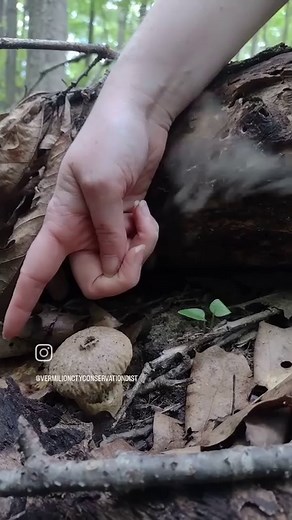 17 reactions | Different Native American Tribes used varieties of...