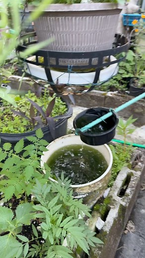 694K views · 6.2K reactions | How to make mom’s DIY ladle for watering your plants!  | Judy Bao Garden | Facebook