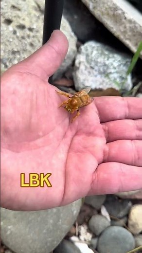 male Valley Carpenter Bee (Xylocopa varipuncta), often nicknamed the "teddy bear bee" #bee #fyp