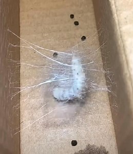 480K views · 2.8K reactions |  Silkworms!  Silkworms (Bombyx mori)...