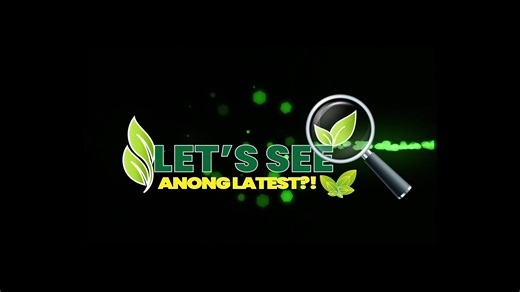 WATCH 🎬 | A Guide to Mango Management Practices to Achieve Guimaras’ Sweet Success In this episode, we take a closer look at the mango management practices that helped turn Guimaras into a world-renowned producer of the sweetest mangoes. Joining us is Mr. Yondre J. Yonder, MSc, Center Chief of BPI-GNCRDPSC (Bureau of Plant Industry-Guimaras National Crop Research, Development, and Production Support Center), who shares the techniques and strategies that have shaped Guimaras’ success. For non-be