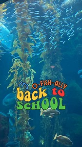 It's o-fish-ally the first day back at school for many of our young scientists! 🐟 We wish you all a fin-tastic start to a year of science learning! Did you know a group of fish can be called a school? 🐟🐟🐟 Fish in a school swim together in a coordinated manner, often for protection or during migrations. This coordinated movement can confuse predators and make it harder to single out an individual fish. While we currently don't have schooling fish in our Kelp Forest, we love to admire these fo