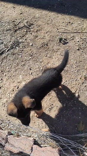 Puppy Playtime: Comparing German Shepherd and Mini Dachshund