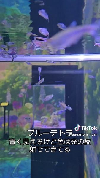 アクアパーク品川 | ブルーテトラ 青く見えるけど、色は光の反射でできてるって知ってた？ 鱗の微細構造が光を跳ね返してキラキラに見える…群れで泳ぐとさらに映えるかも？ https://aquarium-nyan-nyan.com/linktree/ #ブルーテトラ #熱帯淡水 #アクアパーク品川 #にゃんにゃんのオサカナ図鑑 #小型魚
