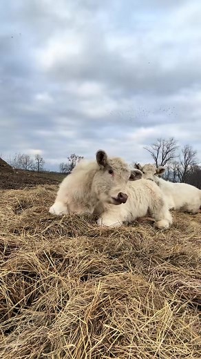 One of my land clouds | Falling Clouds