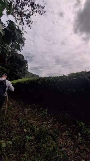 Out of the Jungle and into the Tea Plantation! 🐵🇺🇬🦍♥️ #helloworldtravelstanthorpe #ugandasafari #chimpanzeetrekking | Helloworld Travel Stanthorpe