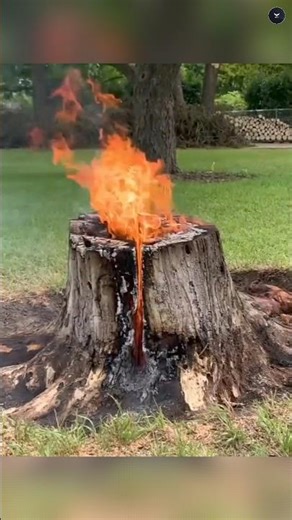 Harm From Burning Trees