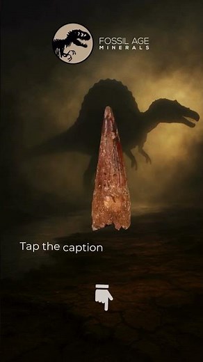 Spinosaurus Tooth Fossil | #Fossilaageminerals