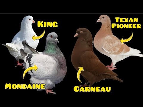 The 4 MOST PROFITABLE Pigeon Breeds for Squab Meat. King, Carneau, Texan, and Mondaine.