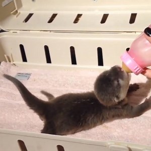 66K views · 1.6K shares | This baby is LOVING her bottle! | Awesome Animals | Facebook
