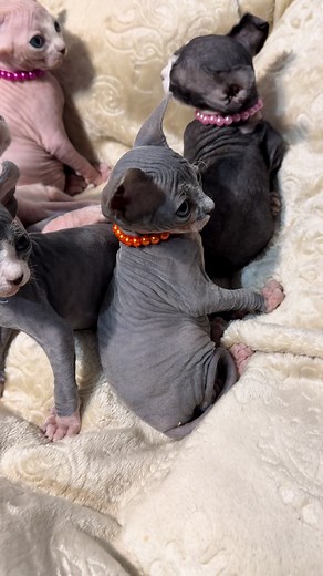 Малышата #sphynx #сфинкс #sphinx