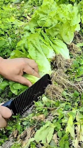 harvesting fresh green lettuce from a garden using a professional kitchen knife for healthy cooking