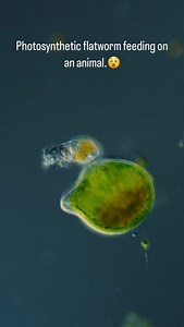2.4K reactions · 66 comments | This little photosynthetic flatworm is...