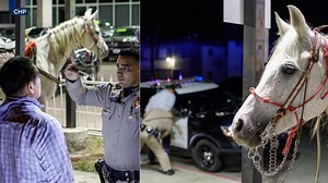 Drunk man rides horse onto California freeway
