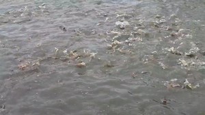 17K views · 234 reactions | Fish fund African Catfish | Farming Ideas | Facebook