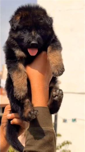 German Shepherd Puppy Strong Body Active Mind #gsds 8810623046 Contact Now Fast#pets #dog #viral
