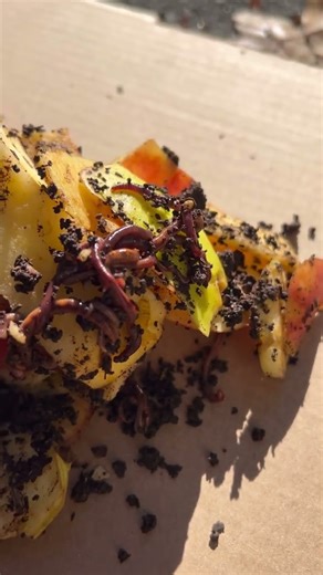 #composting #vermicompost #worms #redwigglers #nature #craigscompost #reuse #reduce #recycle