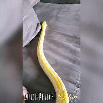 Dutch Retics - white phase Albino reticulated python