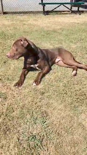 2.5K views | Columbia County Animal Services on Reels | Facebook