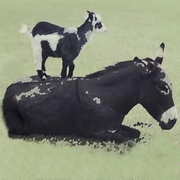 Ima Survivor Donkey Sanctuary