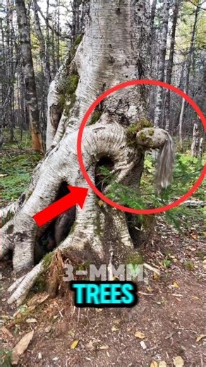 Top 5 Most Unique Trees on Earth 🌳✨ #shorts #viral #trending