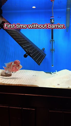 Can Flowerhorn and GT Fish Coexist Together?