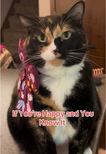Cats Singing 'If You’re Happy and You Know It'