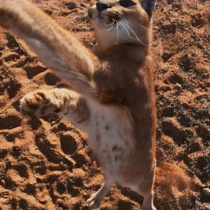 Critics agree: Hostile Planet is a masterpiece of cinematography. Catch up on the first 2 episodes online, on demand, and on the NatGeoTV app! | National Geographic TV