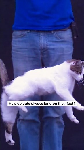 How Do Cats Always Land on Their Feet? 🐱 The Amazing Cat Reflex Explained!