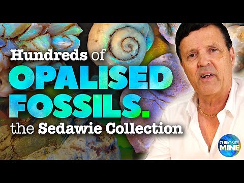Opalised Fossils: The Paul Sedawie Collection - Australian Opal Centre, Lightning Ridge