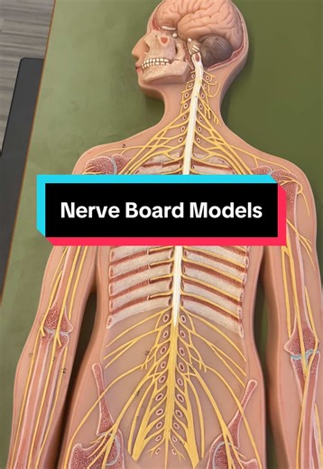 Understanding Nerve Board Models in Human Anatomy
