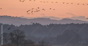Flock of wild waterfowl(greater white fronted geese) flying to thier feeding grounds in the morning.