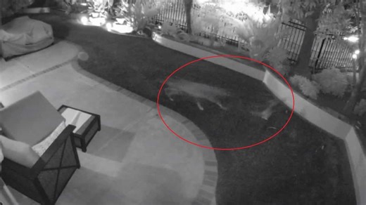 EN VIDÉO | Un petit chien vole au secours de son compagnon attaqué par un coyote