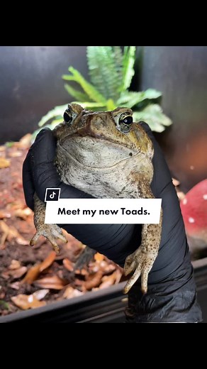 The Fascinating World of Exotic Toads: Discover These Amphibian Pets on TikTok