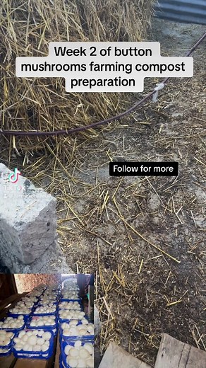 2K views · 32 reactions | Mushroom Compost Preparation There must be adequate moisture, oxygen, nitrogen, and carbohydrates present throughout the compost pile. Too low temperature or moisture will affect the process and even stop the composting. Second, blend the chicken(horse) manure and gypsum together and dropped into the crushed straw. | Farmer on Fire | Facebook