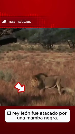 Lion King Faces Danger from Black Mamba