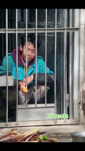 Thiên Nhi: baba ơi con ăn măng xong rồi, con đi vô nhà nhen bye baba Baba: 🙂🙂🙂 #panda #cute #funny #fyp #xuhuong #video