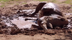 5.8K views · 493 reactions | Is there anything cuter than a rhino in a mud puddle? Ok, we might be biased, but it's pretty cute! This behavior is called wallowing and helps rhinos cool off and protect their skin from insects and sun. #BringingTheZooToYou #VirtualTucson #ClosedButStillCaring | Reid Park Zoo | Facebook