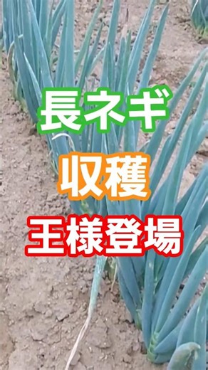 王様長ネギ収穫！3月苗植え7月収穫！出来映えは？ #家庭菜園 #長ネギ #じゃがいも